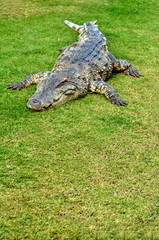 big crocodile