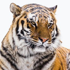 Portrait of the Amur tiger on a white background