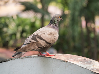 Pigeon bird animal