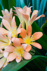 Fototapeta premium Clivia (Clivia miniata)