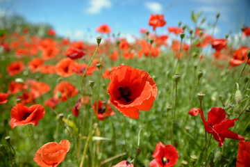 Field of poppies with blue sky (selective focus)