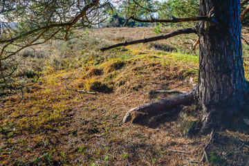 At the bottom of the forest below the scots pine tree
