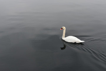 White swan in calm black water