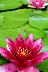 Water lilies
