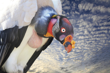 King Vulture Peers Below as the Sun Sets
