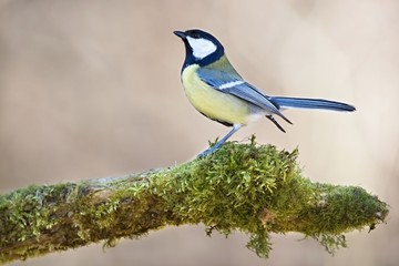 Parus major, Blue tit . Wildlife landscape, titmouse sitting on a branch moss-grown..  Europe, country Slovakia. Meise.