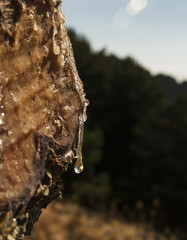 Gotas de resina del tronco de un pino