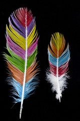 Multicoloured Rainbow Feathers on Black Background