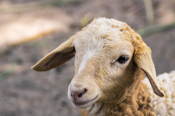 this is a close up of a sheep