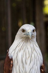 Portrait of Brahminy Kite ,Red-backed Sea Eagle