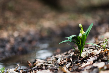 White spring snowdrops ashore forest creek, background