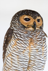 Portrait of  Brown Wood Owl bird from Thailand