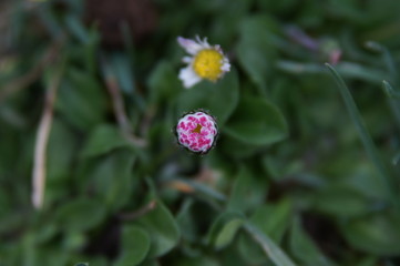 pâquerette en bouton
