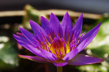 lotus flower.