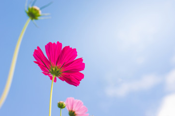beautiful pink cosmos flower wiht blue sky in the park.