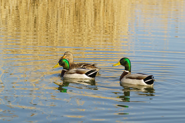 A duck and two Drake (female and male) Mallard duck (lat. Anas platyrhynchos) is a bird of the duck family (Anatidae) detachment of waterfowl (Anseriformes) floating on the lake.
