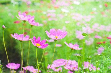 Obraz na płótnie Canvas blur beautiful cosmos flower in the park.