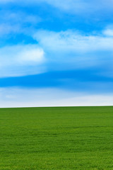 Young green wheat field on a nice spring day