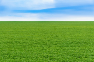 Obraz na płótnie Canvas Young green wheat field on a nice spring day