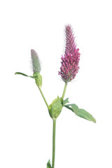 Red Feather Clover (Trifolium rubens) flower isolated on white background