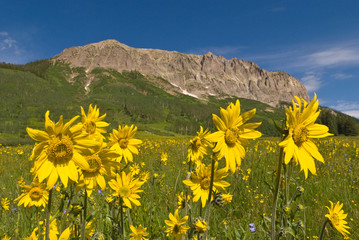 Sunflowers at Gothic Mountain