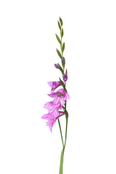 Marsh Gladiolus (Gladiolus imbricatus) isolated on white background