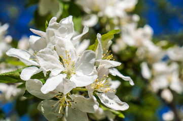 Spring flowering Apple trees