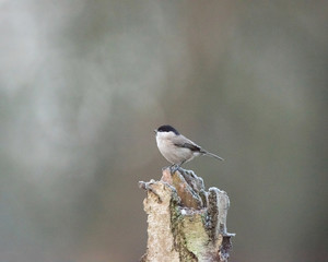 Coal tit bird perched on tree trunk.