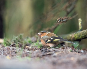 Common chaffinch with seed in beak sitting on forest ground.