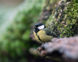 Great tit bird sitting at edge of forest pond.