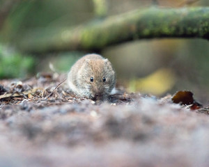 Bank vole (mouse) foraging on forest ground.