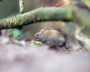 Naklejka na ściany i meble Bank vole (mouse) foraging on forest ground.