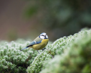 Blue tit sitting on moss at edge of pond.