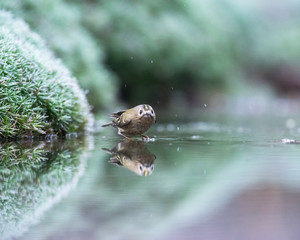 Goldcrest bathing in pond.