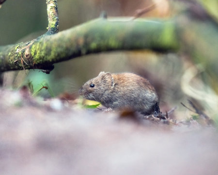 Bank vole (mouse) foraging on forest ground.