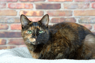 Tortoiseshell Tortie cat laying on sheepskin bed by brick wall looking directly at viewer. Tortoiseshell cats with the tabby pattern as one of their colors are sometimes referred to as a torbie.