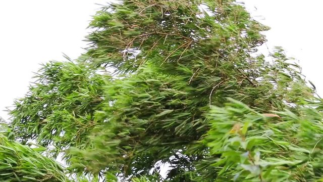 Bambu ao vento.