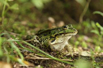 Der Teichfrosch (Rana esculenta)