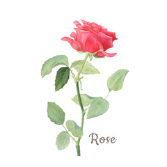 Botanical watercolor illustration of red rose isolated on white background
