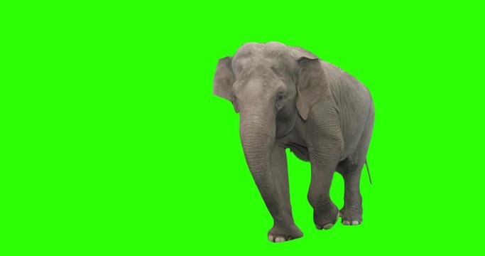 Elephant on green screen, captured on 4k camera.