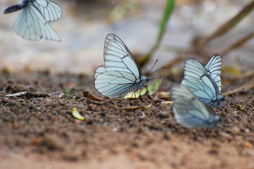 Aporia crataegi, Black Veined White butterfly