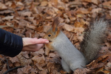 Squirrel in Moscow park