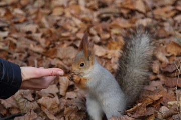 Naklejka na ściany i meble Squirrel in Moscow park