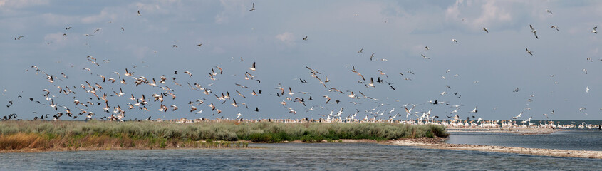flock of pink pelicans fly over the water