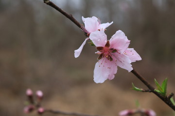 Obraz premium Dew Blossom