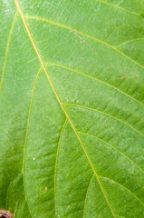 Texture of a green leaf as background