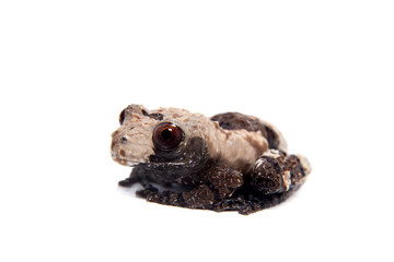 Asian bird poop frog, Theloderma albopunctata, on white