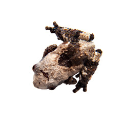 Asian bird poop frog, Theloderma albopunctata, on white