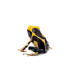 Regina Dyeing Poison dart frogling, Dendrobates tinctorius, on white