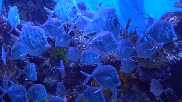 Dangerous fish Selene in search of a victim. Fish slowly swimming in the aquarium. Selene vomer